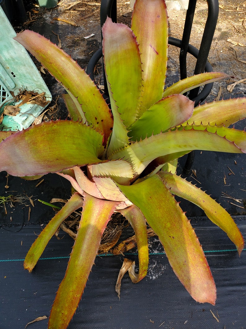 Aechmea bracteata Full Sun image 9