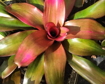 Neoregelia Seduction (P)