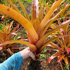 Aechmea Penduliflora