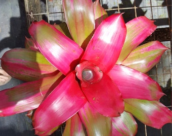 Neoregelia Shocking Pink