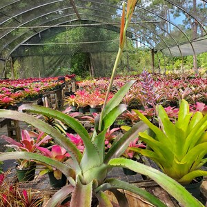 Aechmea bracteata Full Sun image 6