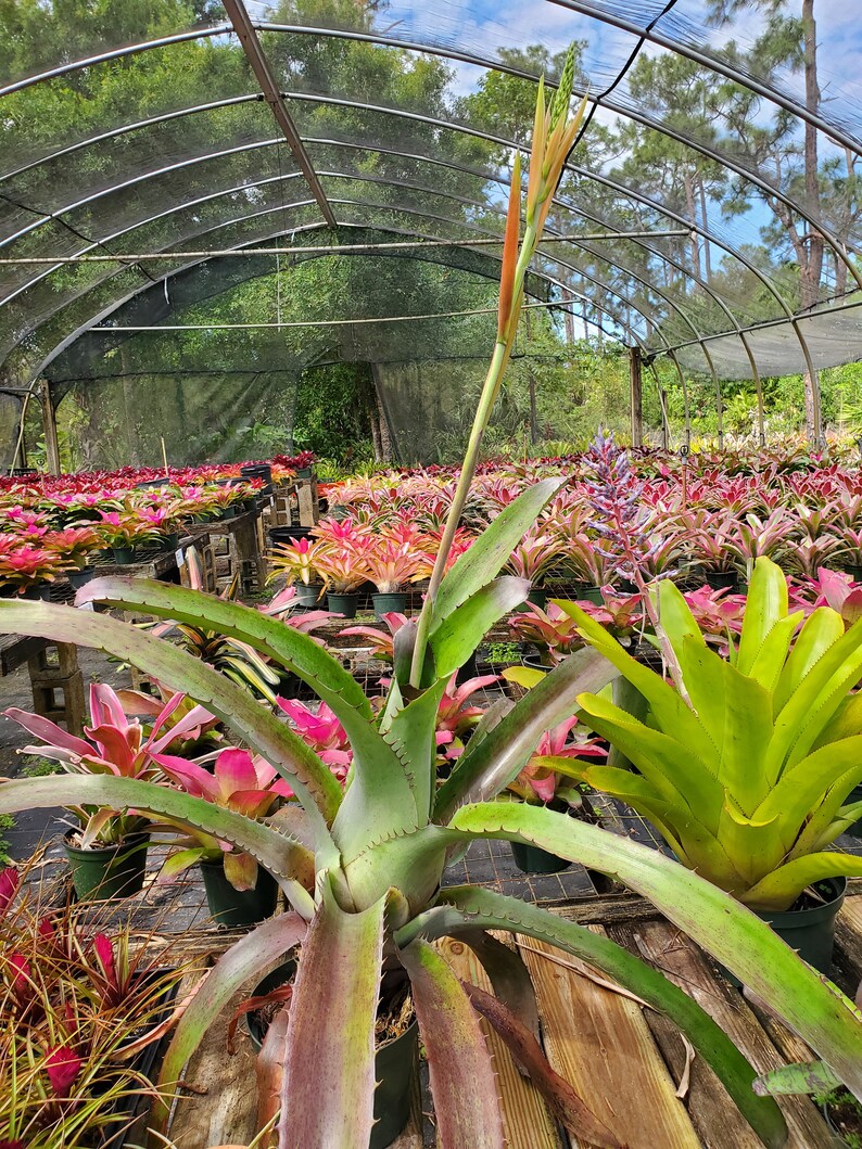 Aechmea bracteata Full Sun image 6