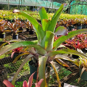 Aechmea bracteata Full Sun image 2