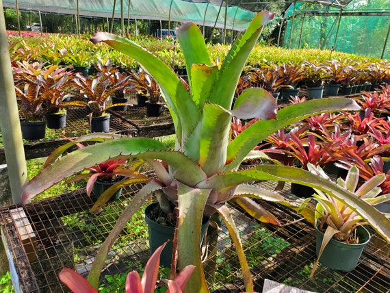 ブロメリア・エアープランツ Aechmea Bracteata Red Bromeliad Silver Vase {aechmea Bracteata} Flowering