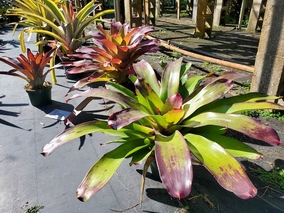 Neoregelia Candy Apple - Etsy