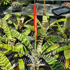 Vresia &#39;splenriet&#39; Bromeliad