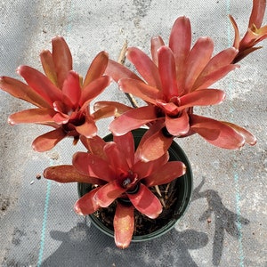 Neoregelia Fireball