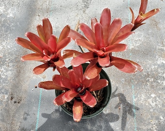 Neoregelia Fireball