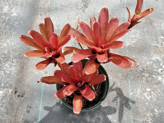 Bola de fuego Neoregelia - Etsy España Bola de fuego Neoregelia - Etsy España