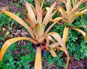 Blanchetiana Orangeade