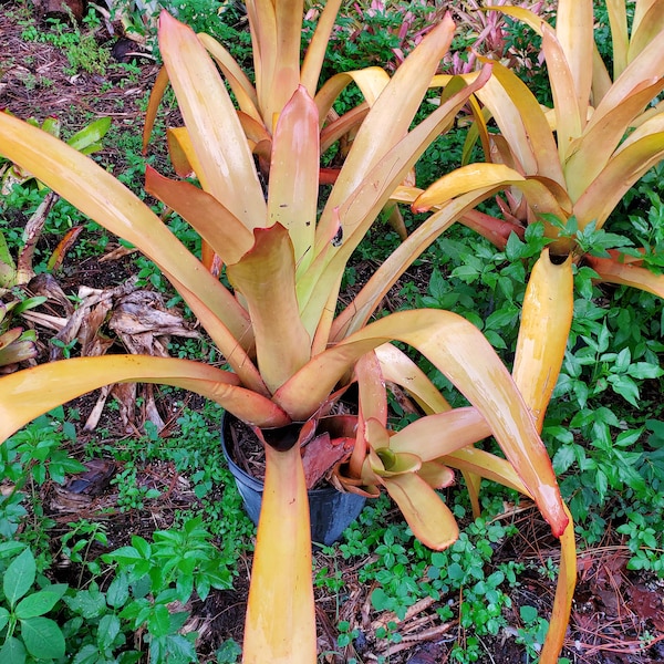 Blanchetiana 'Orangeade'