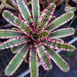 Neoregelia Wild Rabbit Skotak