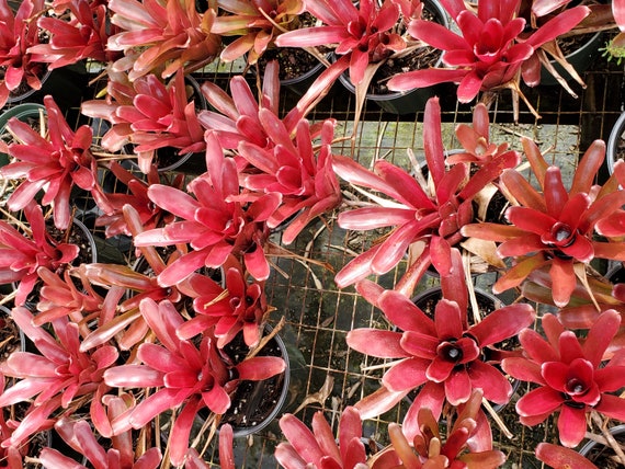 Bola de fuego Neoregelia - Etsy México Bola de fuego Neoregelia - Etsy México