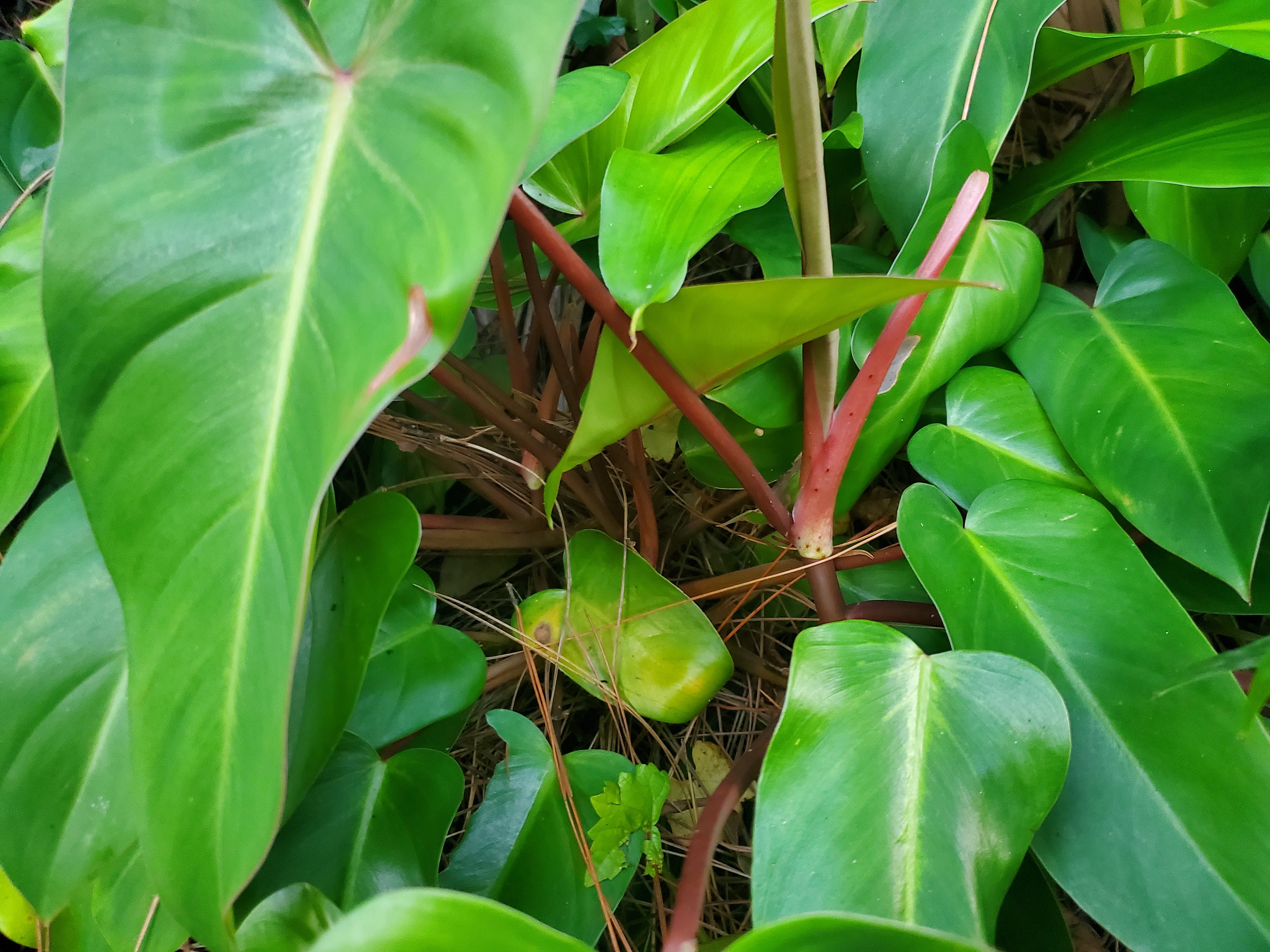 philodendron paraiso Philodendron 'paraiso verde' XS Baby main image 1