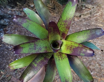 Vriesea Purple Cockatoo