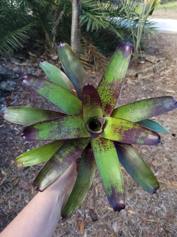 Vriesea Purple Cockatoo - Etsy