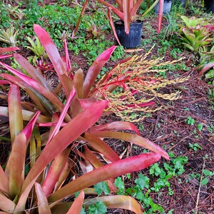 Aechmea Penduliflora Etsy