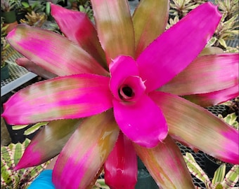 Neoregelia Flirting (P)