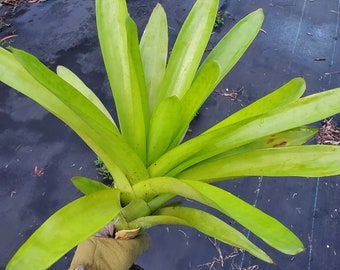 Neoregelia Mcwilliamsii