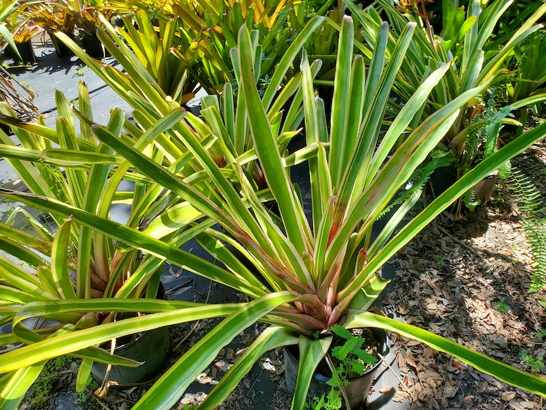 Aechmea Leptantha ALBOMARGINATED image 2