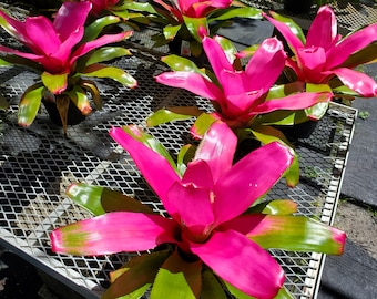 Neoregelia Romance