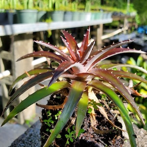 Dyckia Grape Jelly