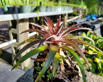 Dyckia 'Grape Jelly'