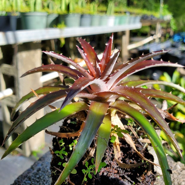 Dyckia 'Grape Jelly'