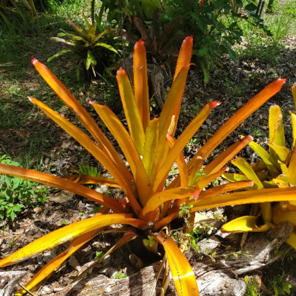 Aechmea blanchetiana  'Raspberry'