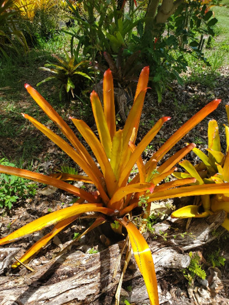 Aechmea blanchetiana 'Raspberry' image 1