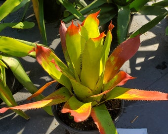 Aechmea Ampla