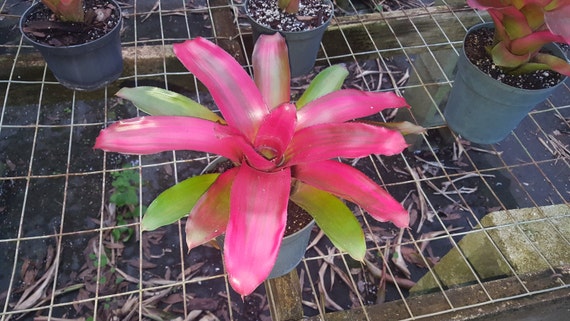 Neoregelia Shocking Pink - Etsy