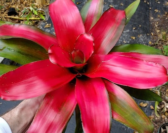 Neoregelia Magali