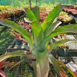 Aechmea bracteata Full Sun image 1