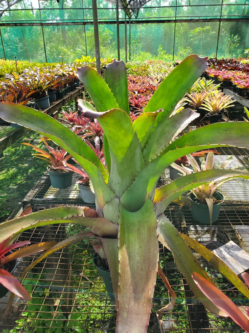 Aechmea bracteata Full Sun image 1