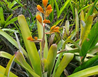 Aechmea Rubens