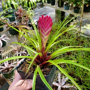 Pink Quill' Tillandsia Cyanea