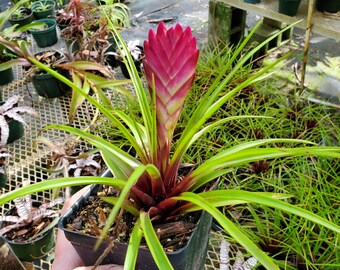 Pink Quill' Tillandsia Cyanea