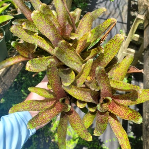Neoregelia  Mo Peppa Please