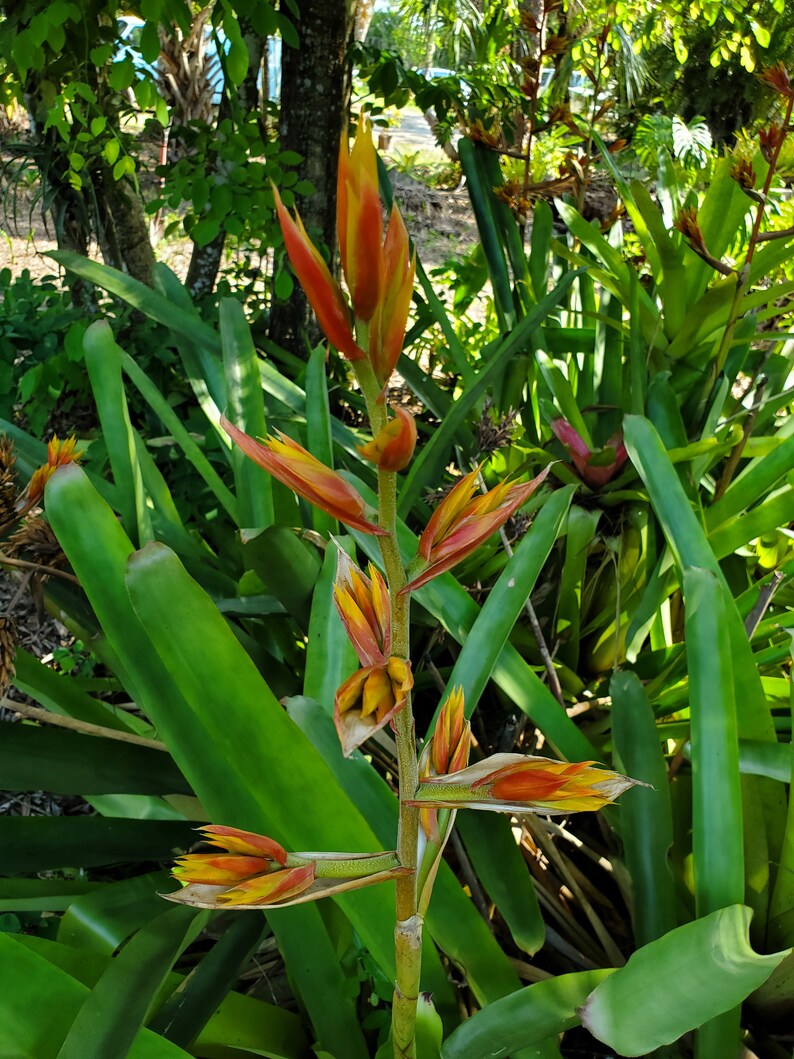 Aechmea Rubens image 4