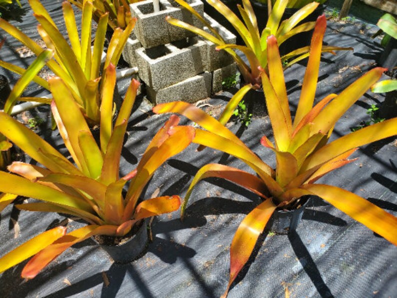 Aechmea blanchetiana 'Raspberry' image 2