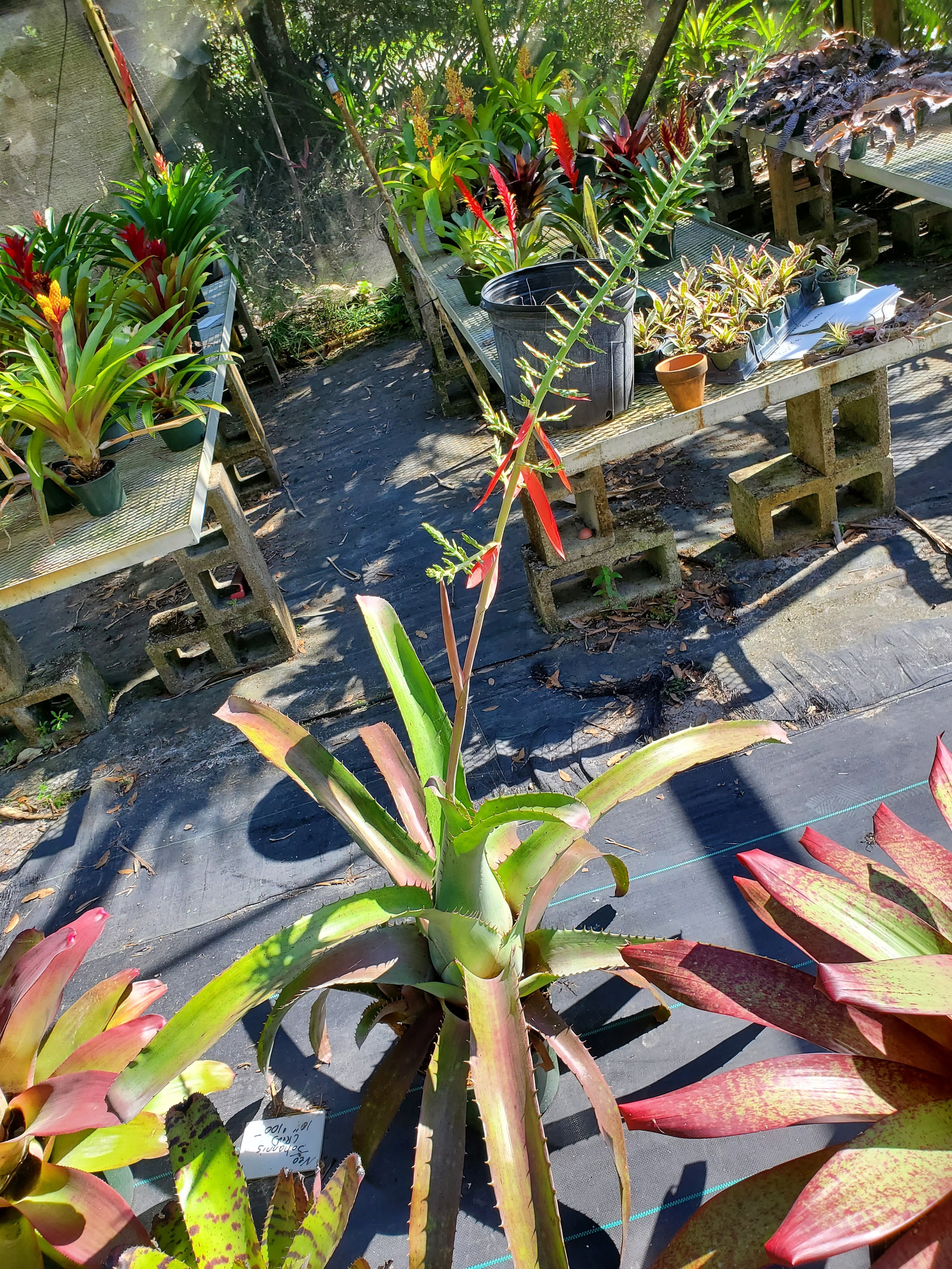 Aechmea Bracteata (full Sun) - Etsy