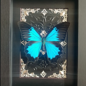 VORBESTELLUNG Der Ulysses Schmetterling, Papilio ulysses in Gothic Rahmen 3D Schaukasten Kuriositätenschrank