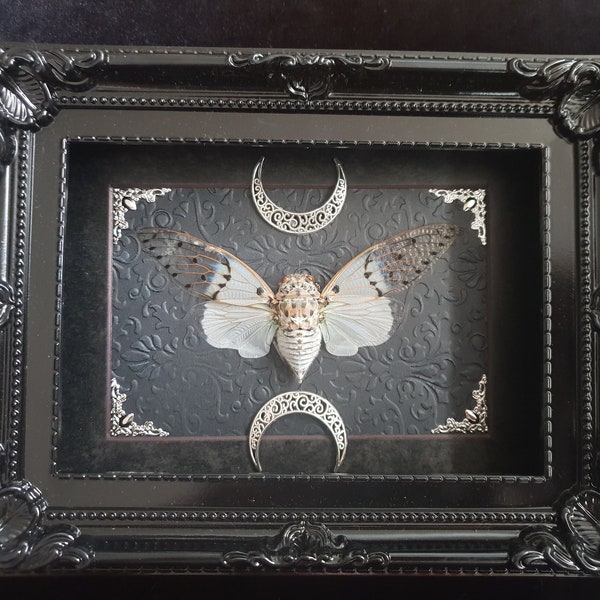 PREORDER Ayuthia spectabile Ghost Cicada in Gothic Frame 3D Shadow Box Preorder curiosity cabinet oddities
