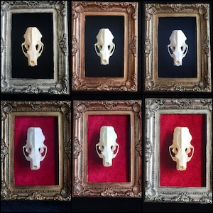 PREORDER Mink Skull on Ornate brass, black, rose, gold, silver coloured handpainted frame on blood red velvet curiosity cabinet oddities