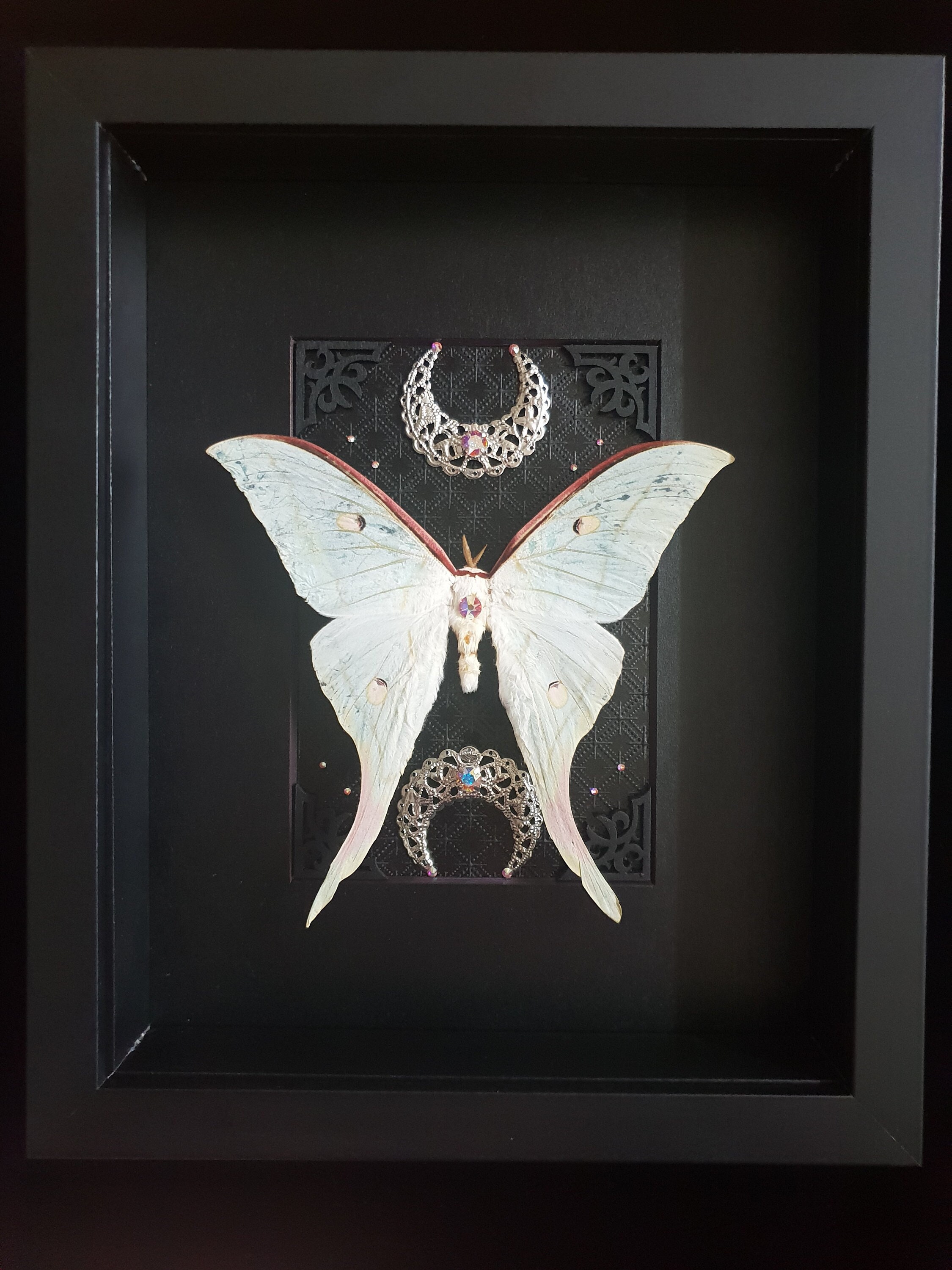 PREORDER Actias selene (Indian moon moth or Indian luna moth) in Gothic Frame 3D Deep Shadow Box with Swarovski crystals curiosity oddities