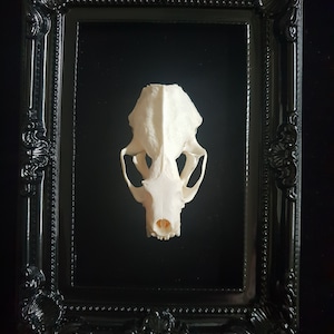PREORDER Mink Skull on Ornate brass, black, rose, gold, silver coloured handpainted frame on black velvet curiosity cabinet oddities