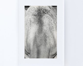Runderen | Dierenfotografie, koe, boerderijdecor, dierenmuurkunst, zwart-witfotografie, afdrukbare kunst, instant digitale download