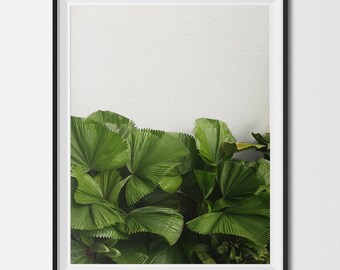 Waaierpalmen | Palmboom, tropisch blad, kustdecor, palmmuurkunst, kleurenfotografie, afdrukbare kunst, instant digitale download