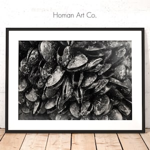 May include: A black and white photograph of a close-up of a pile of mussels.